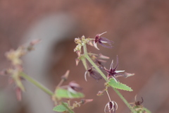 Byttneria herbacea